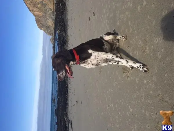 German Shorthaired Pointer stud dog