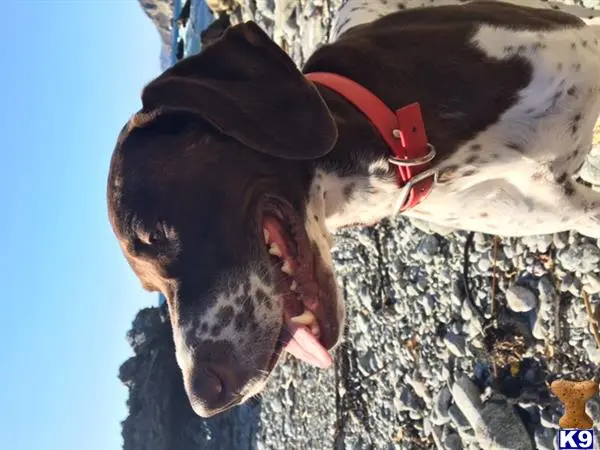 German Shorthaired Pointer stud dog