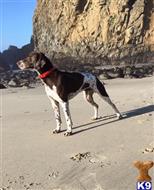 Bixby available German Shorthaired Pointer puppy located in Big Sur
