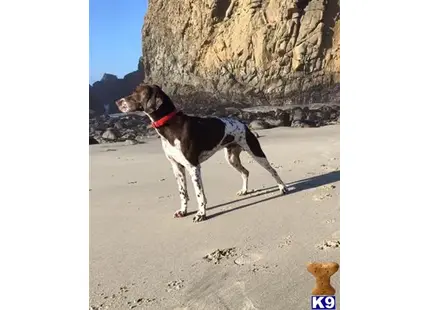 German Shorthaired Pointer