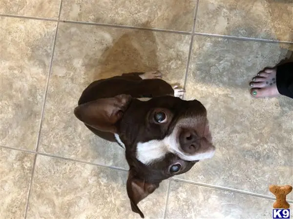 Boston Terrier