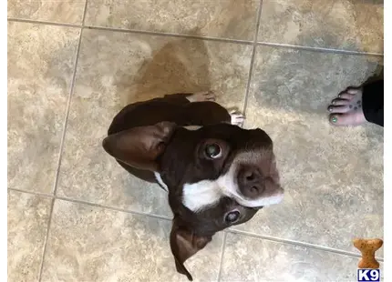 Boston Terrier