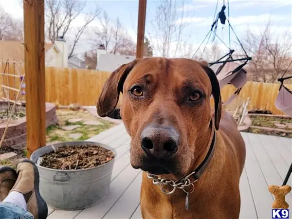 Rhodesian Ridgeback stud dog