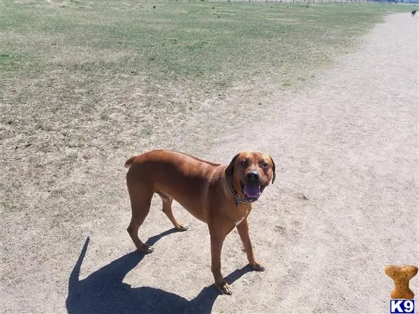 Rhodesian Ridgeback stud dog