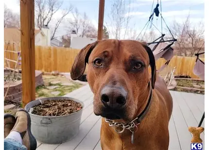 Rhodesian Ridgeback