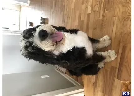 Bernese Mountain Dog