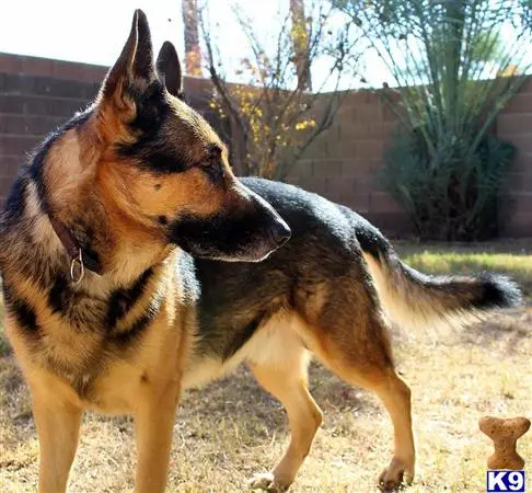 German Shepherd stud dog