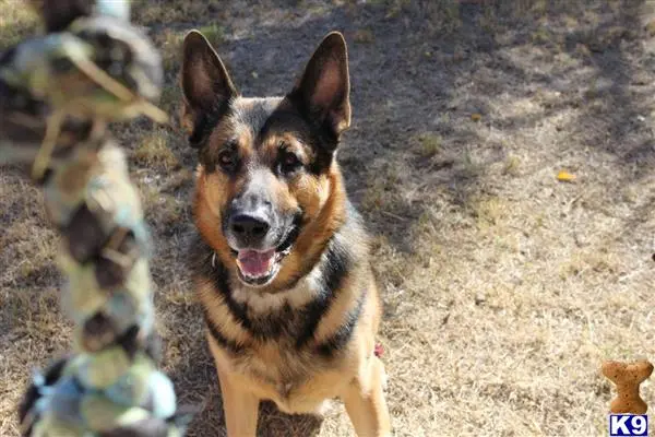 German Shepherd stud dog