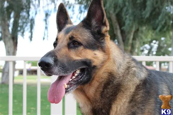 German Shepherd stud dog