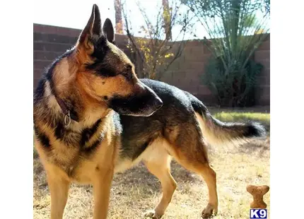a german shepherd dog standing on grass