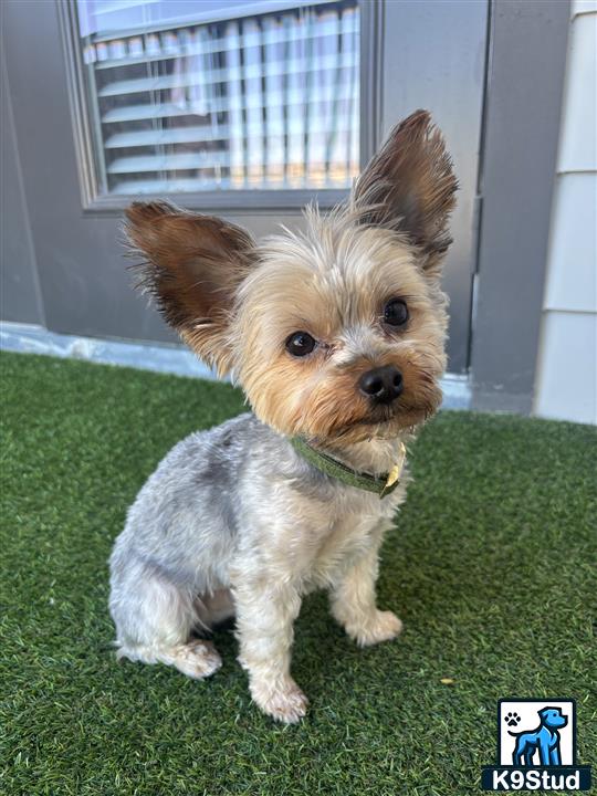 a small yorkshire terrier dog sitting on a green carpet