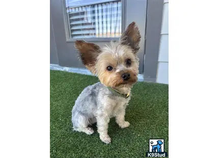 a small yorkshire terrier dog sitting on a green carpet