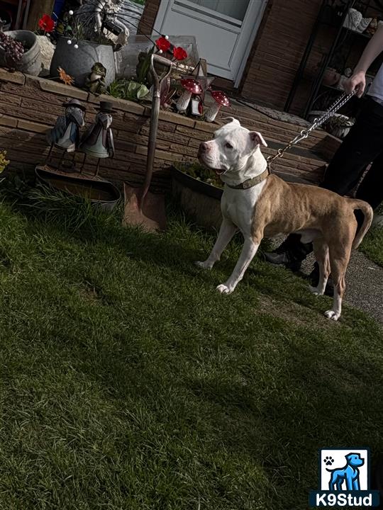 a american pit bull dog on a leash on grass