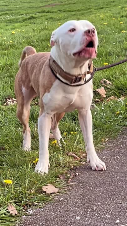 American Pit Bull stud dog: Error: Operation returned an invalid status code BadRequest<br/>Stack Trace:    at Microsoft.Azure.CognitiveServices.Vision.ComputerVision.ComputerVisionClient.<DescribeImageInStreamWithHttpMessagesAsync>d__41.MoveNext()
--- End of stack t