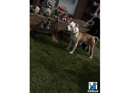 a american pit bull dog on a leash on grass