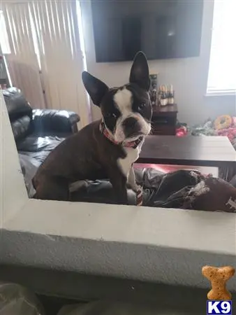 Boston Terrier