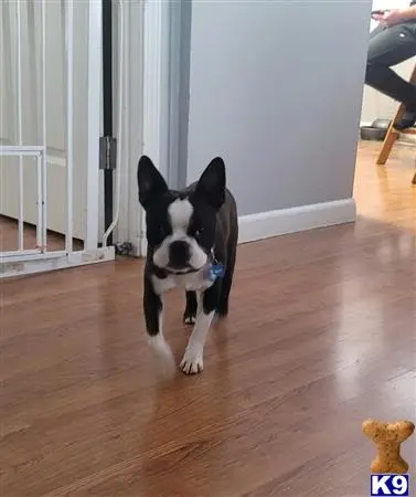 Boston Terrier stud dog