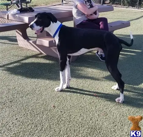 Great Dane stud dog