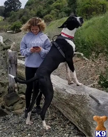 Great Dane stud dog