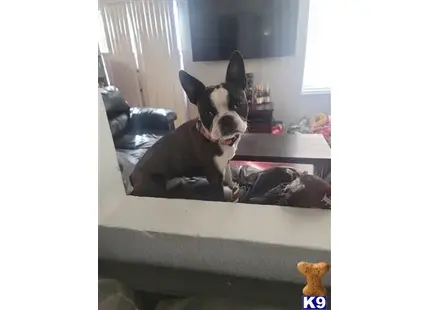 Boston Terrier