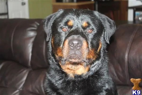 Rottweiler