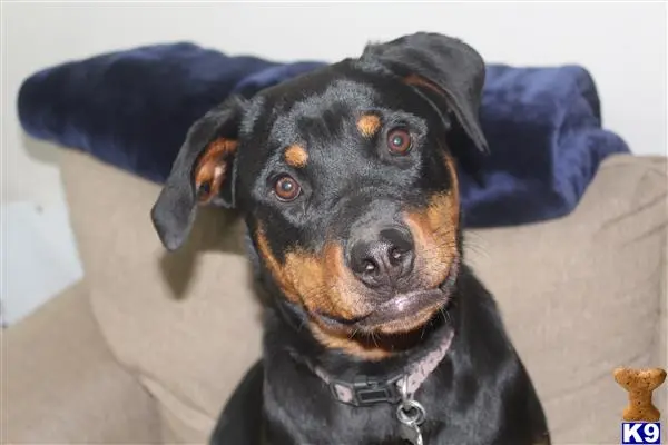 Rottweiler