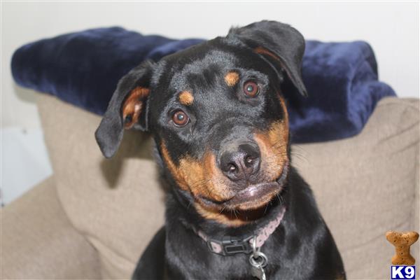 Rottweiler dog