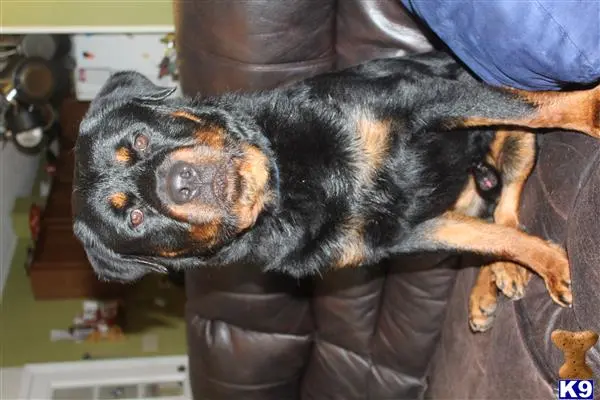 Rottweiler stud dog