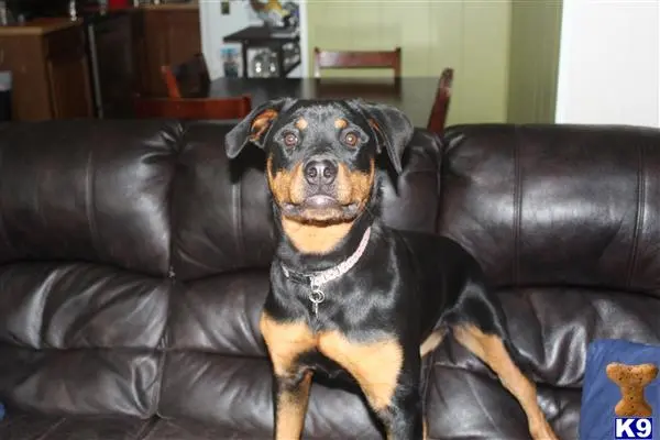 Rottweiler puppy for sale