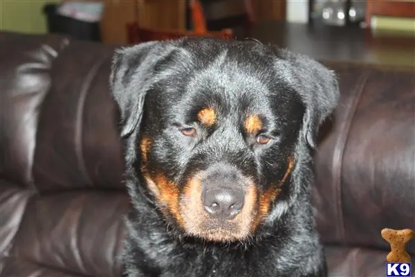 Rottweiler stud dog