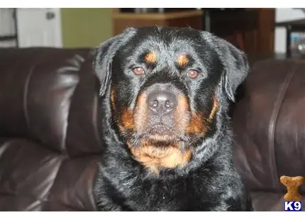 Rottweiler