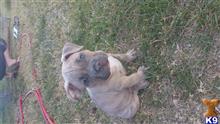 american pit bull puppy posted by ayuhas88