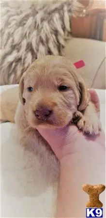 Labradoodle puppy for sale