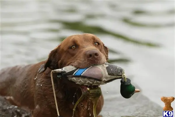 Labrador Retriever stud dog