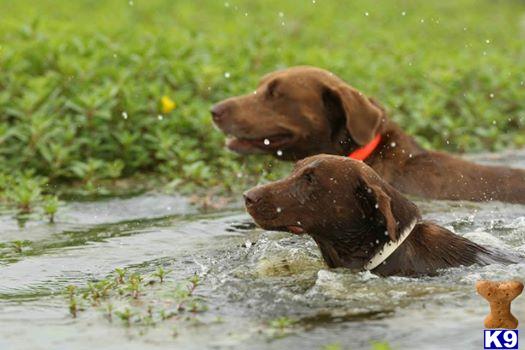 chocolate lab puppies for sale in az labrador retriever puppies for sale in arizona chocolate lab puppies for sale in az labrador retriever puppies for sale in arizona