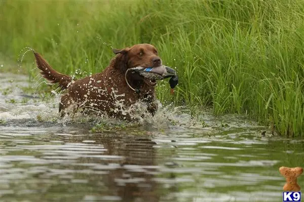 Labrador Retriever stud dog