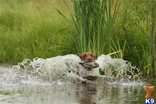 Labrador Retriever stud dog