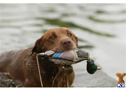 Labrador Retriever