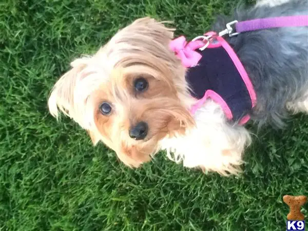 Yorkshire Terrier female dog