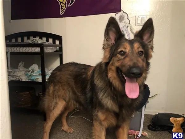 German Shepherd stud dog