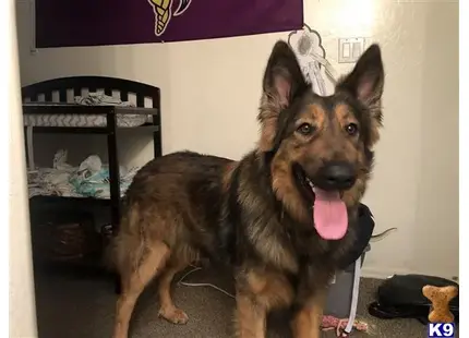 a german shepherd dog standing in a room