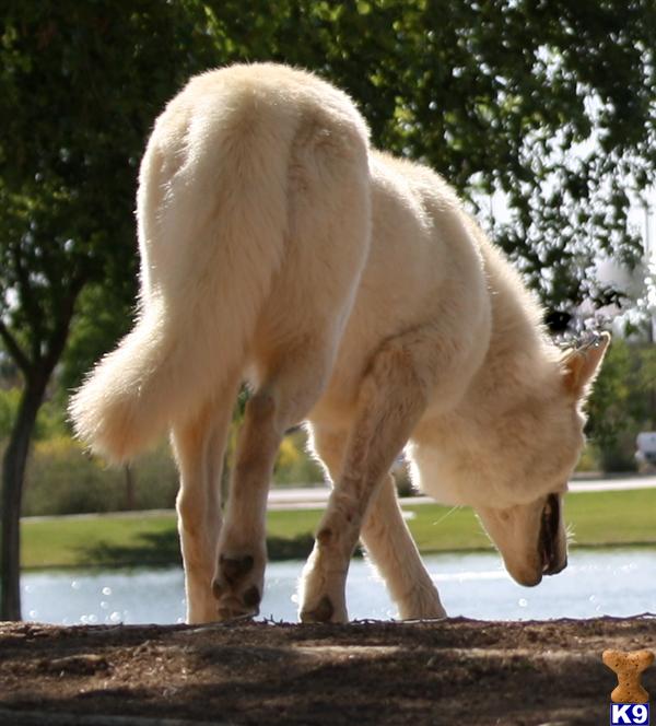 azwolfdogs Picture 3