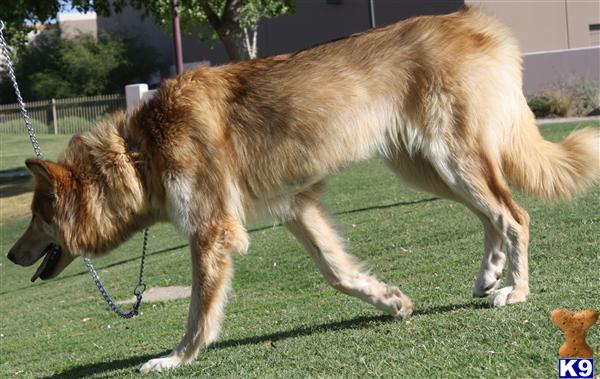azwolfdogs Picture 2