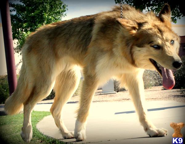 azwolfdogs Picture 1