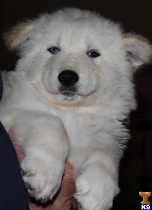 wolf dog puppy posted by azwolfdogs
