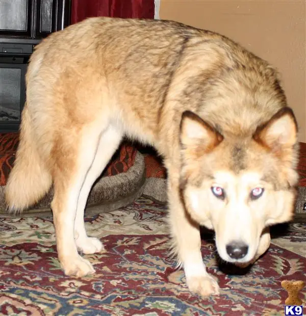 Wolf Dog puppy for sale