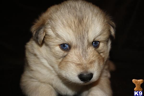 wolf dog puppy posted by azwolfdogs