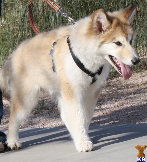 wolf dog puppy posted by azwolfdogs