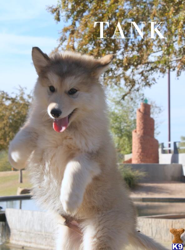 wolf dog puppy posted by azwolfdogs