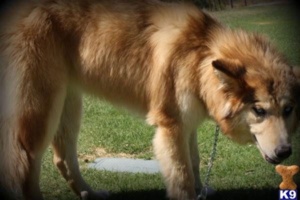 wolf dog puppy posted by azwolfdogs